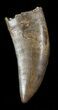 Nice, Serrated, Tyrannosaur (Nanotyrannus) Tooth - Montana #48299-1